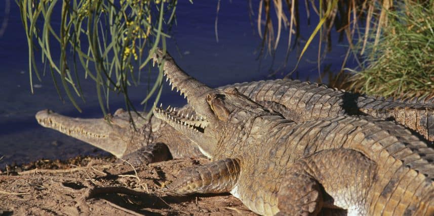 Two crocodiles in Kakadu wildlands