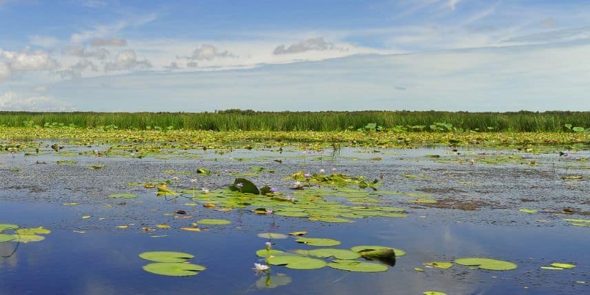 Mary river swamplands with lily pads